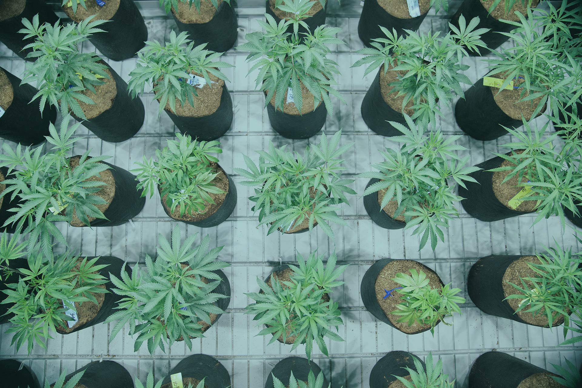 lightshadecannabisgrowing Lightshade