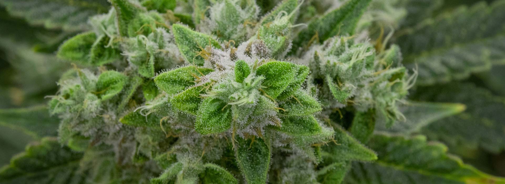 Lightshade Dispensary - Gorilla Glue Strain