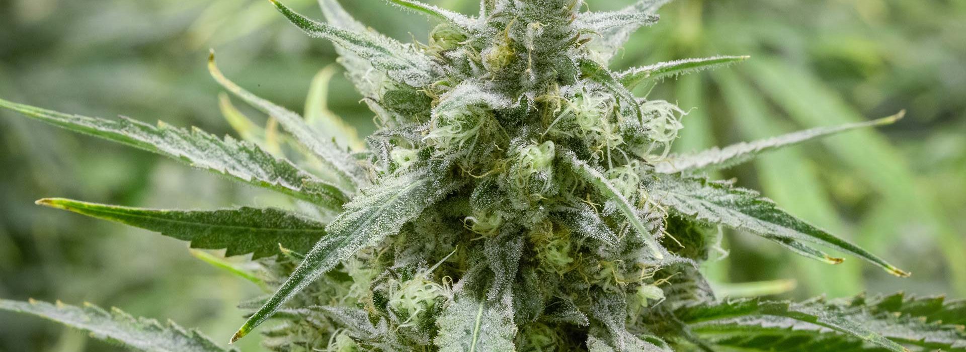 Lightshade Dispensary - Lavender Jones Strain