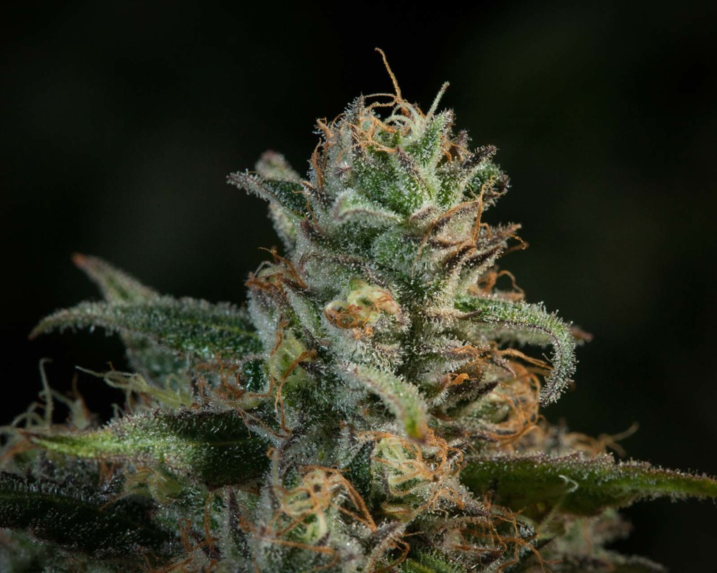 Light of Jah Strain SativaDominant Hybrid Lightshade