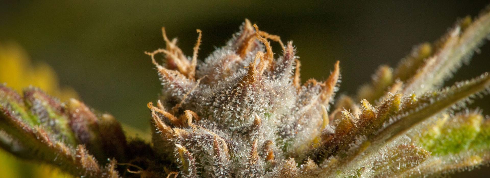 Lightshade Dispensary - Pineapple Express Strain