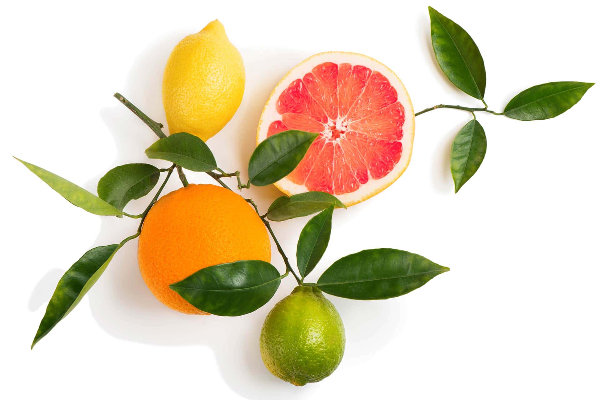 orange, lime, lemon and grapefruit slice