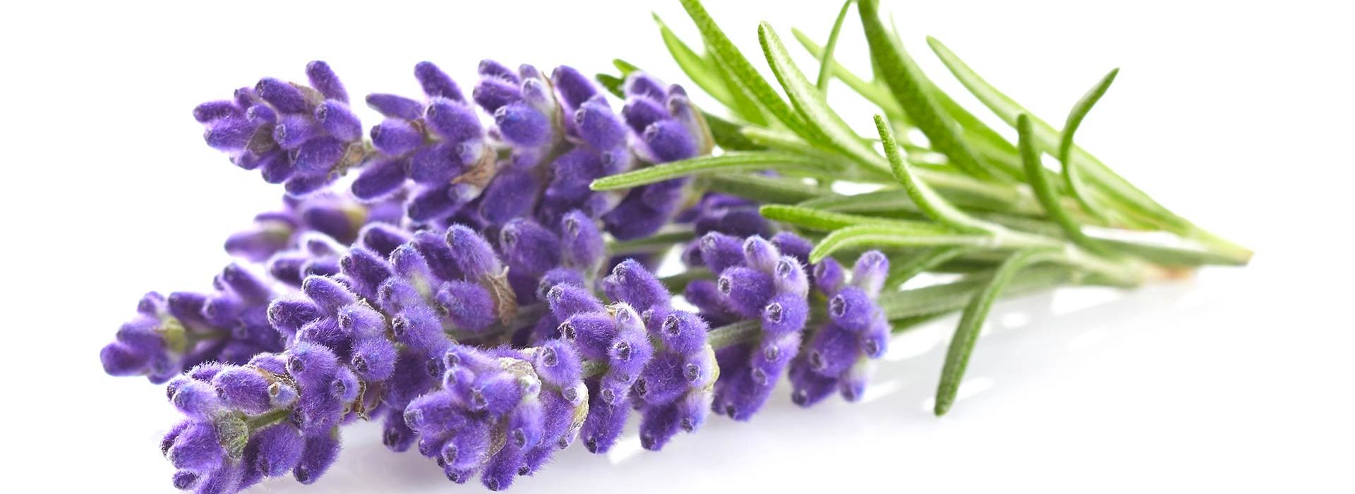 Linalool Terpene