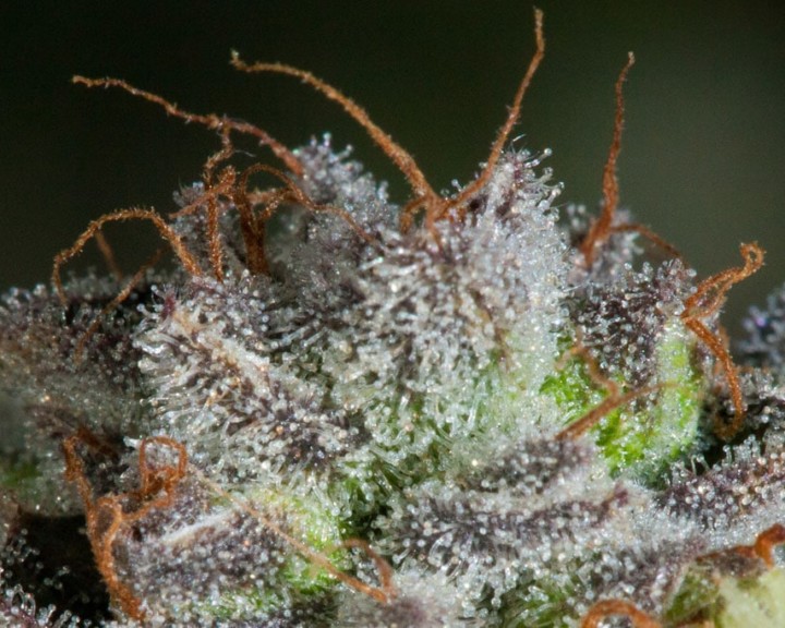 Primus OG Strain Hybrid Strain Lightshade Dispensary