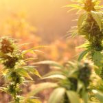 Lightshade Cannabis Strains for Summer Activities