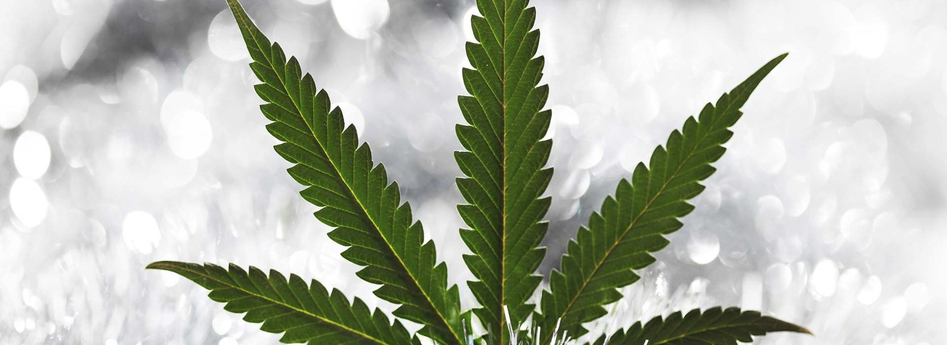 Holiday Cannabis Products