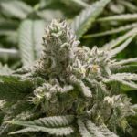 Bubba Fett Strain - Lightshade Cannabis Dispensary Denver
