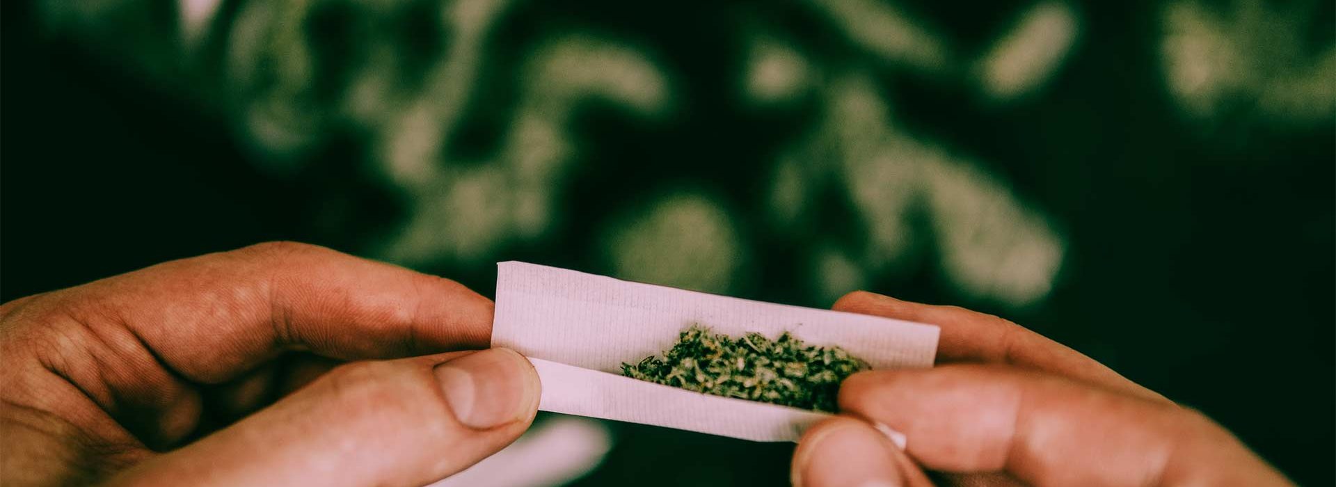 Rolling a joint in the Colorado summer - Lightshade Dispensary