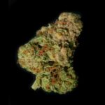 Lightshade - Equinox White Dawg Strain Cannabis Bud