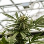 greenhouse cannabis grow