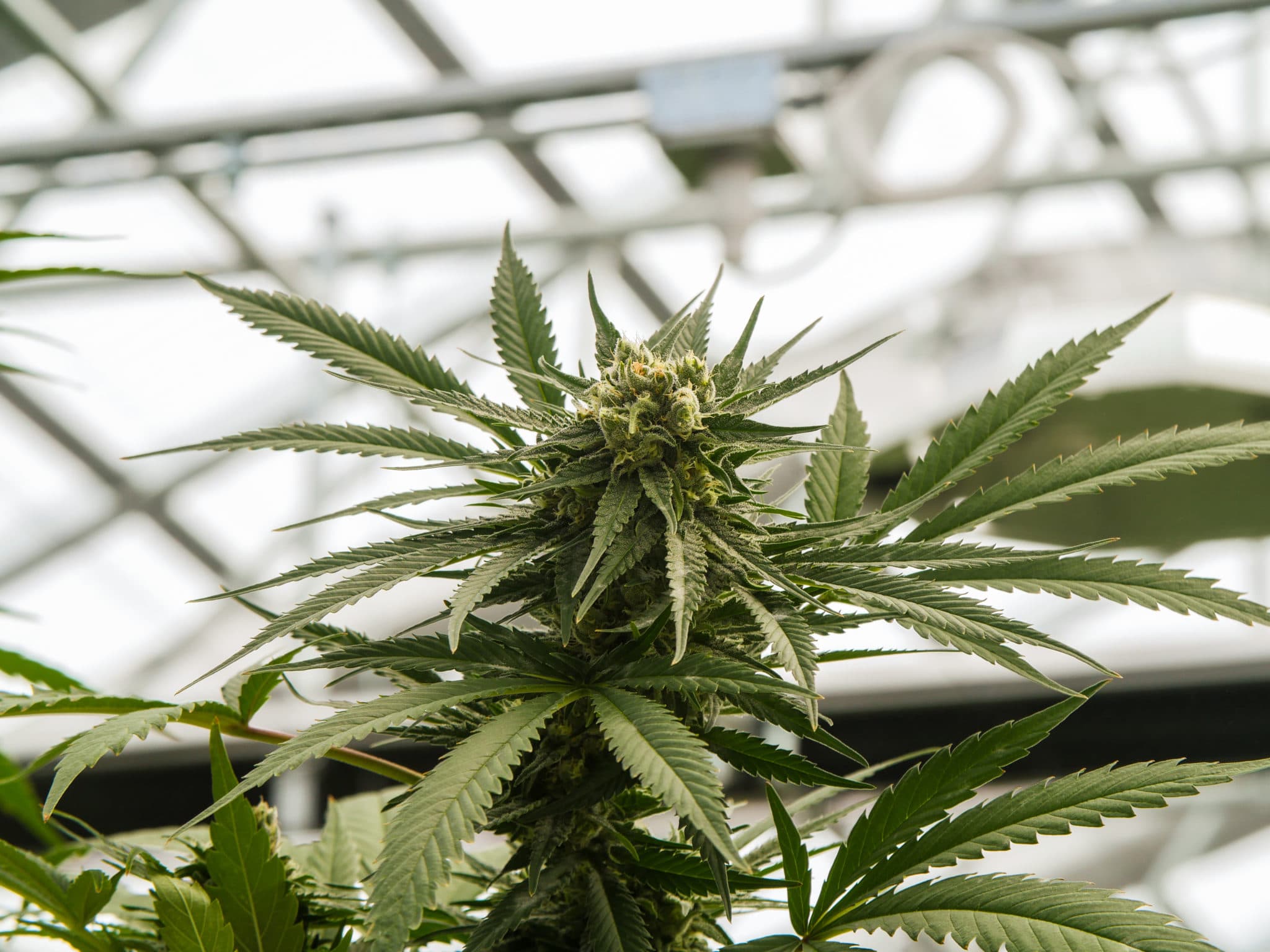 greenhouse cannabis grow