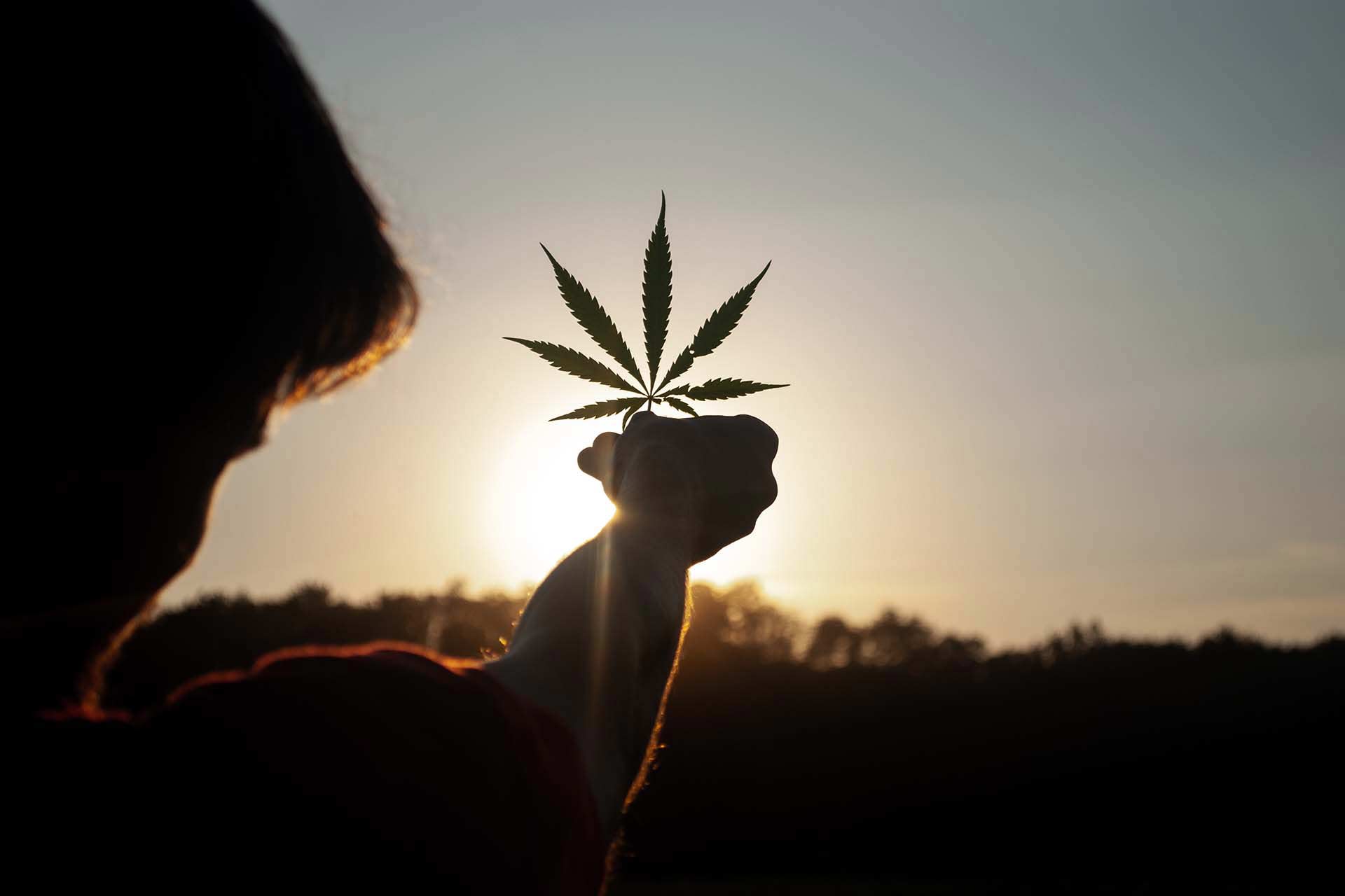 Person holding a cannabis leaf up to the sun