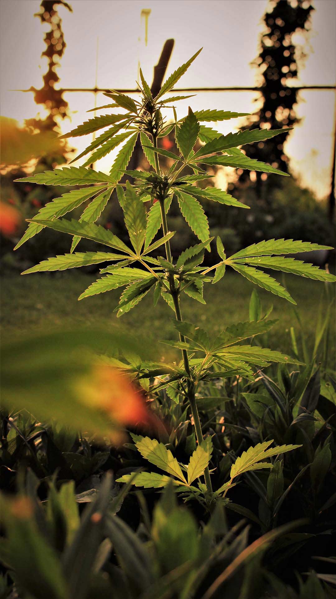 Cannabis plant in a sunny field