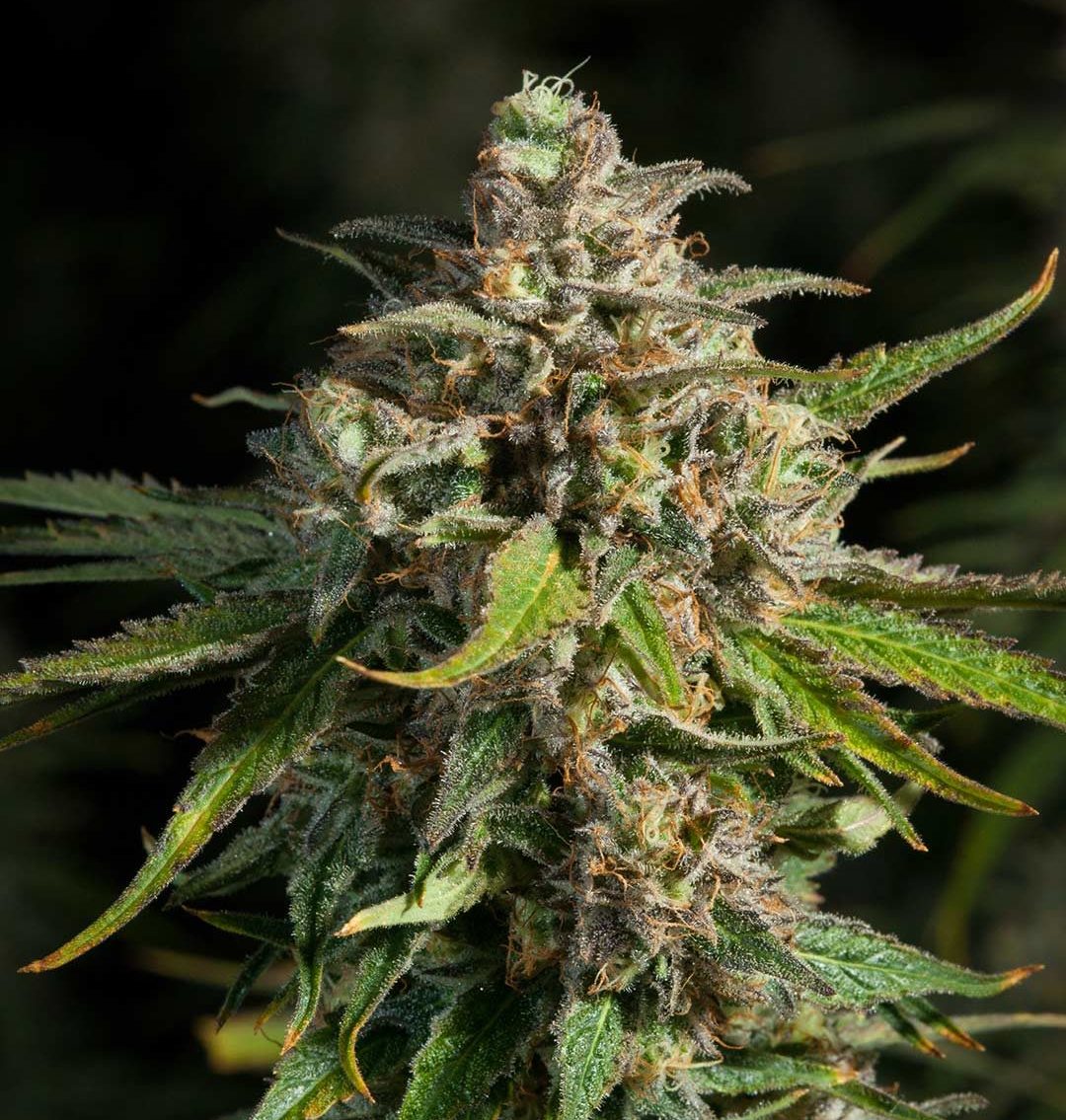 Up Close Shot of Lightshade Lavender Jones Cannabis Strain
