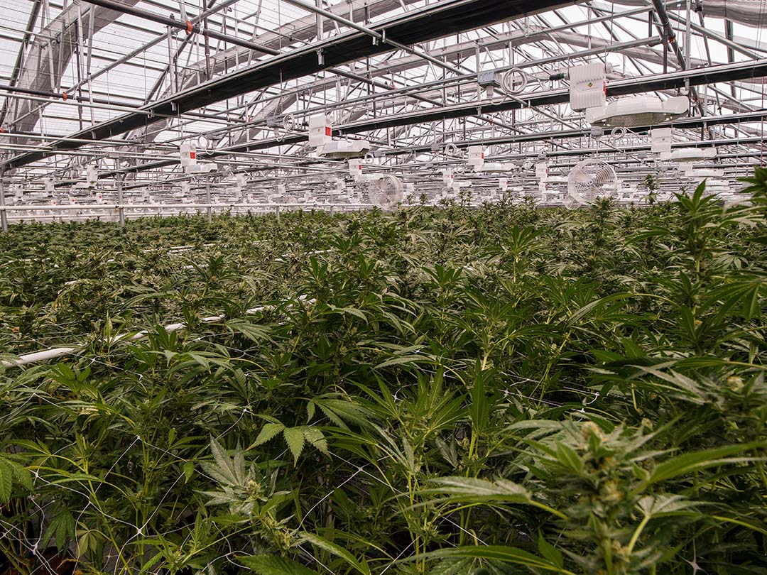 Cannabis Plants inside of Cultivation Facility
