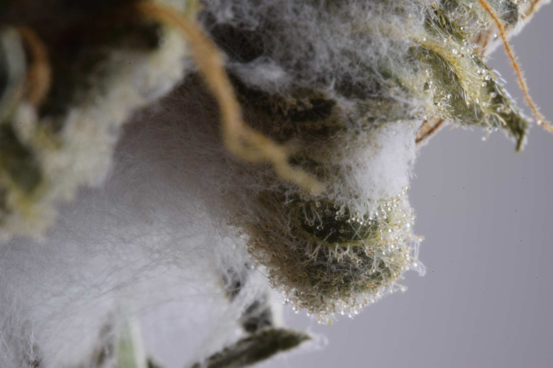 moldy cannabis