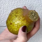 Hand Holding a DIY Pear Weed Pipe