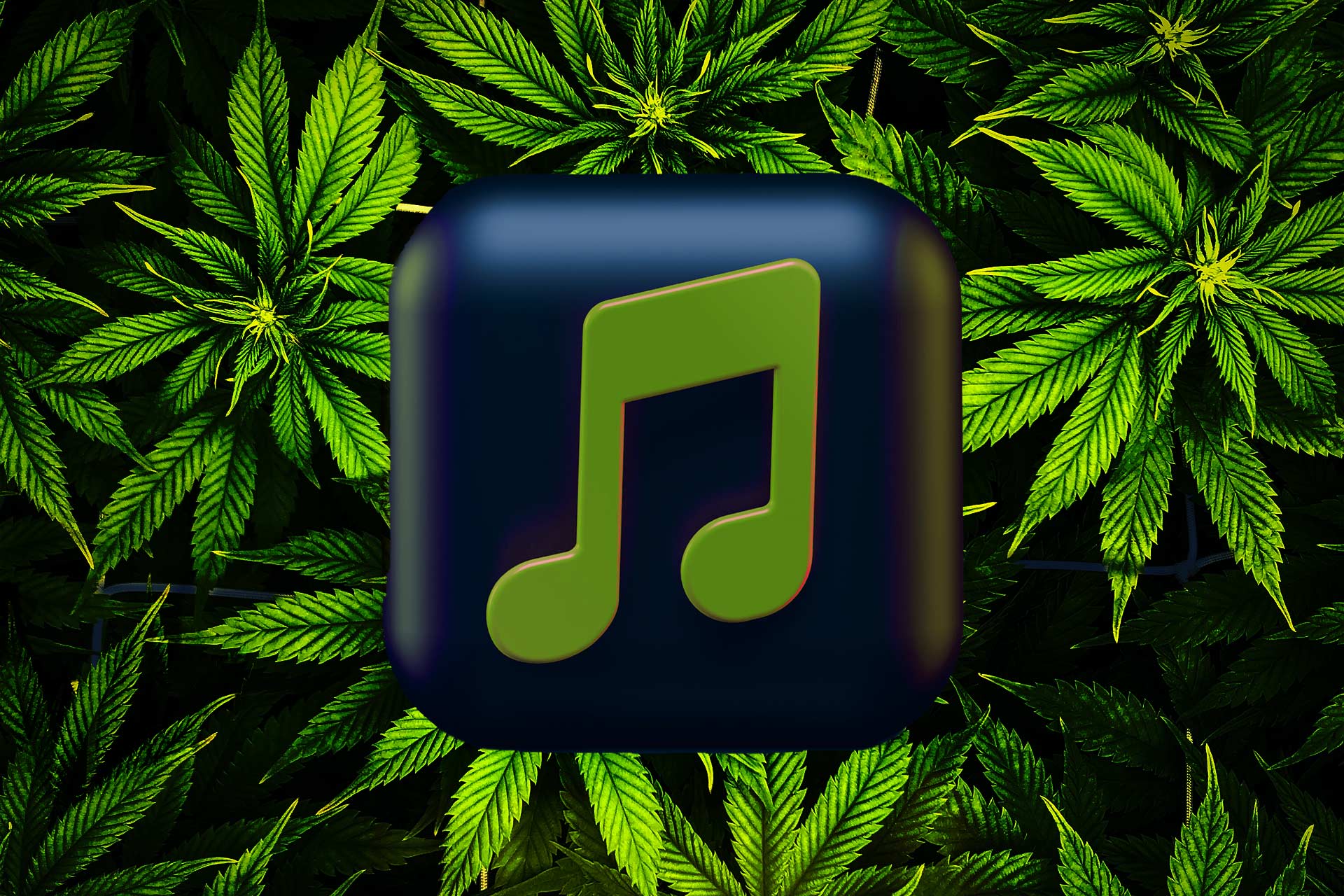 green music app hovers over growing cannabis