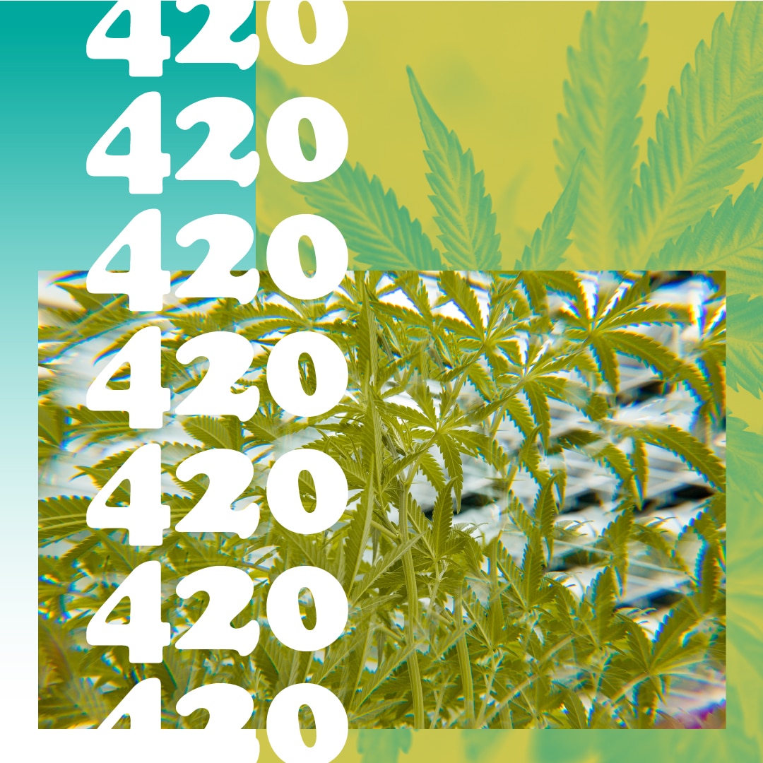 420 & Cannabis Plants art