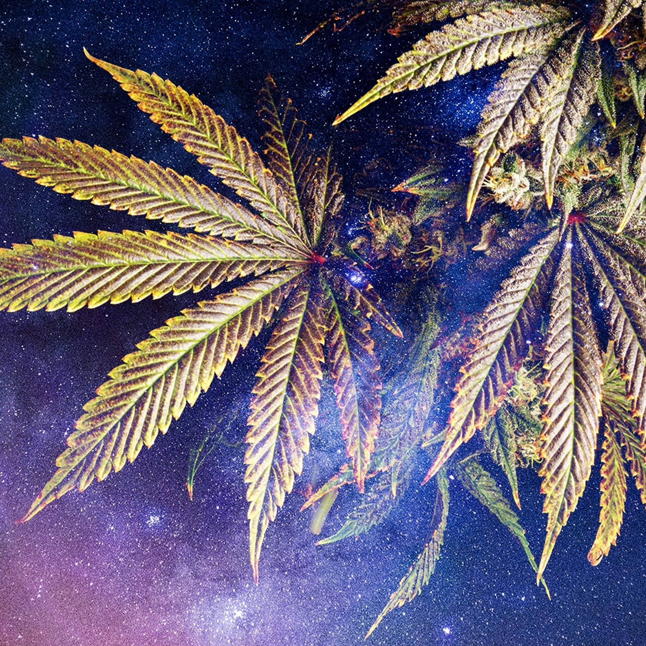 Cannabis leaves with a space overlay