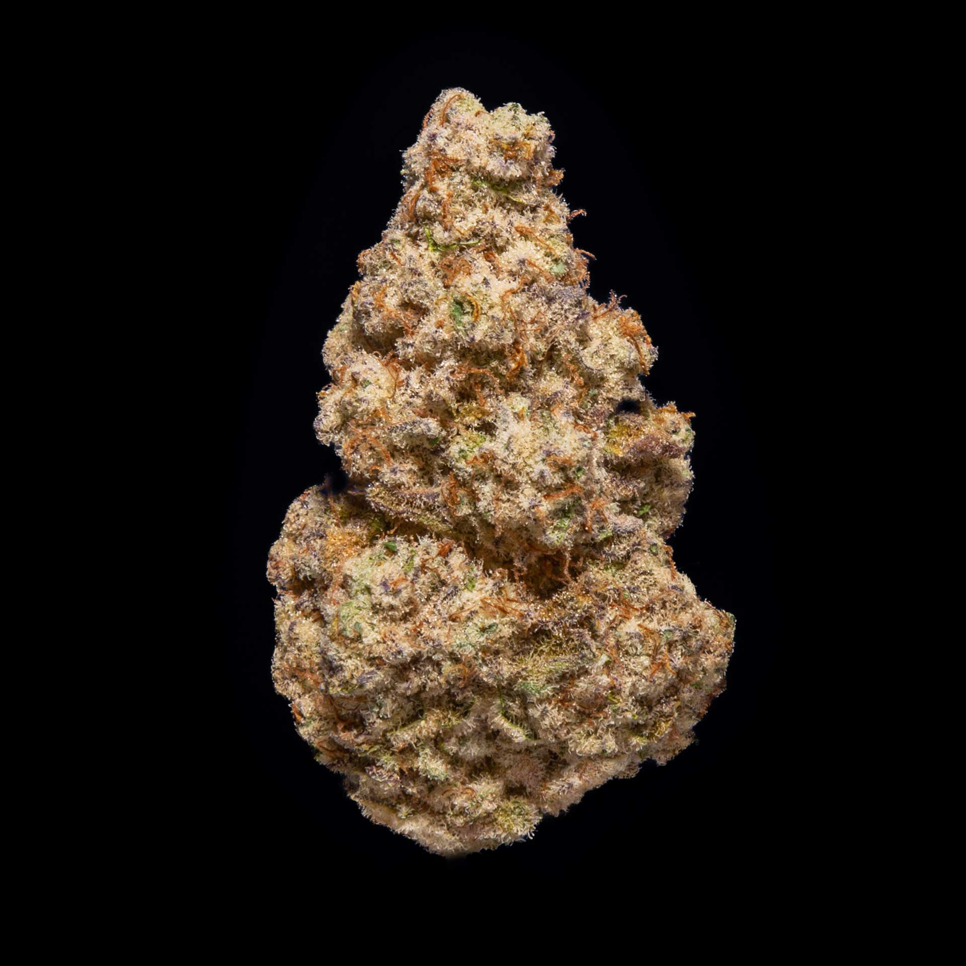 Cannabis Flower Bud of Miracle Alien Cookies Strain