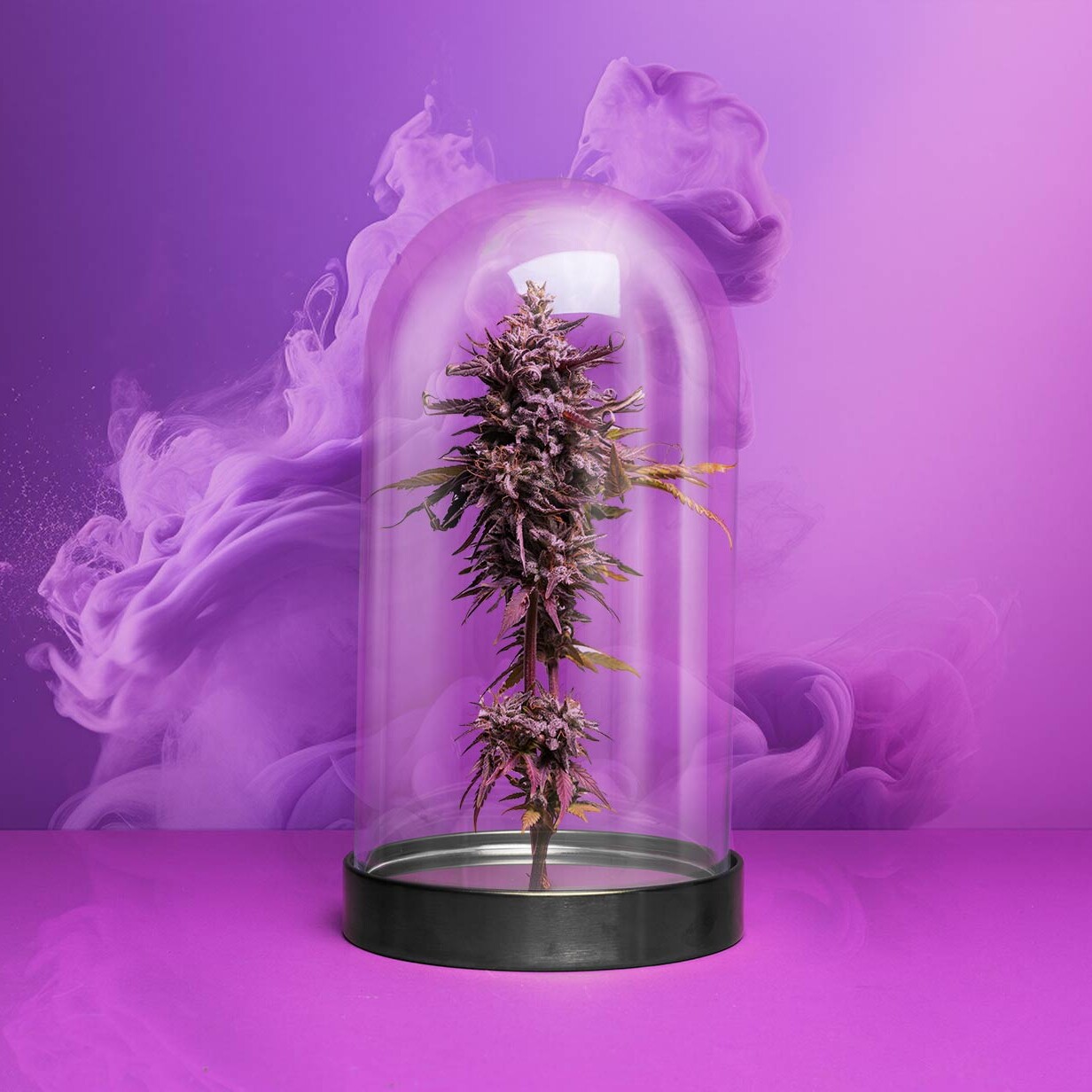 Purple Cannabis Cloche with Smoke
