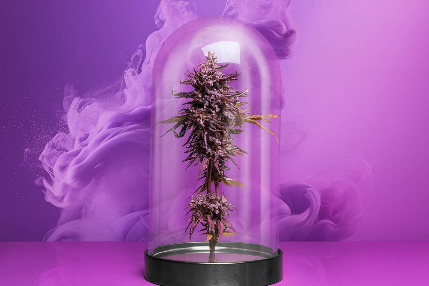 Purple Cannabis Cloche with Smoke