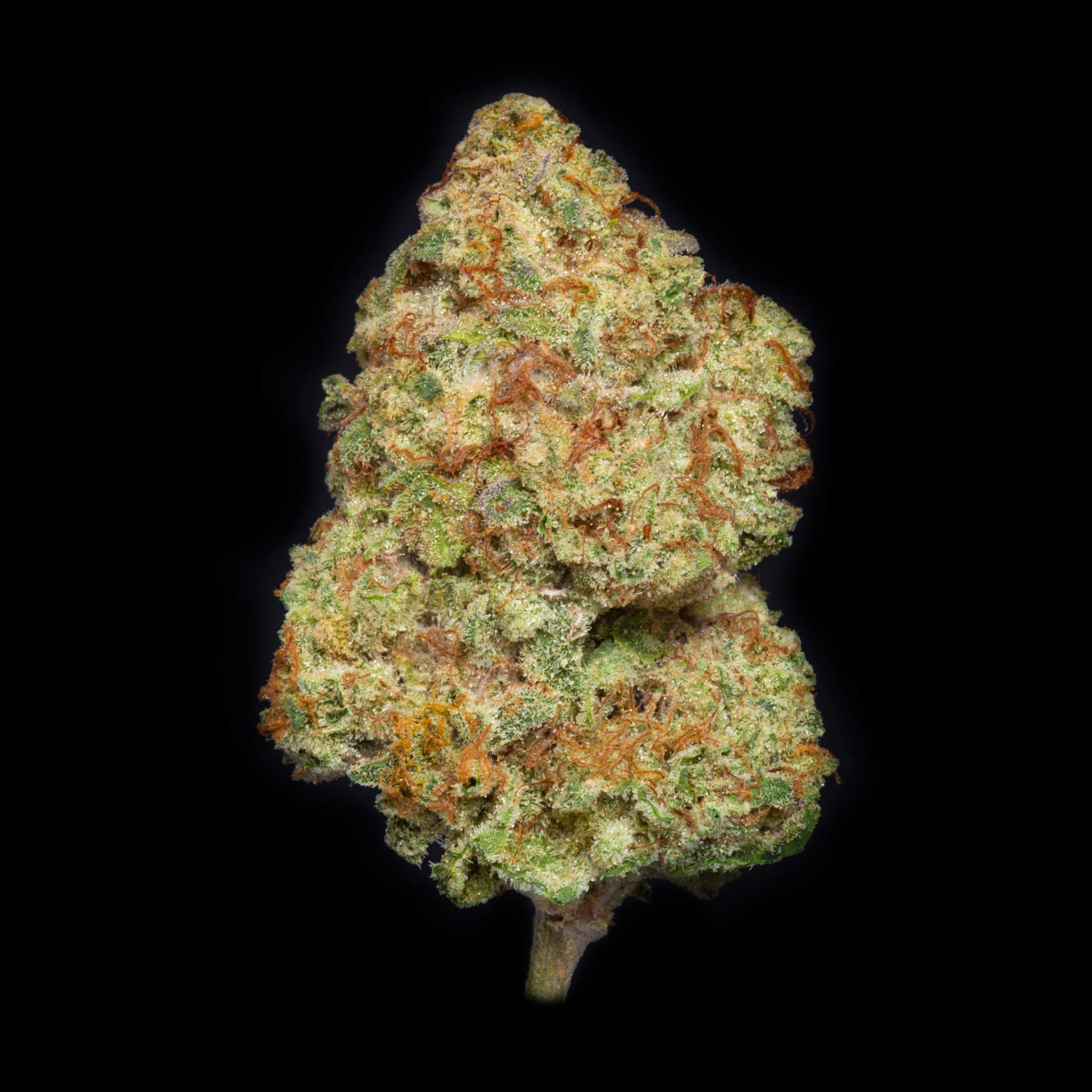 Lightshade Equinox Glueball #7 Cannabis Bud