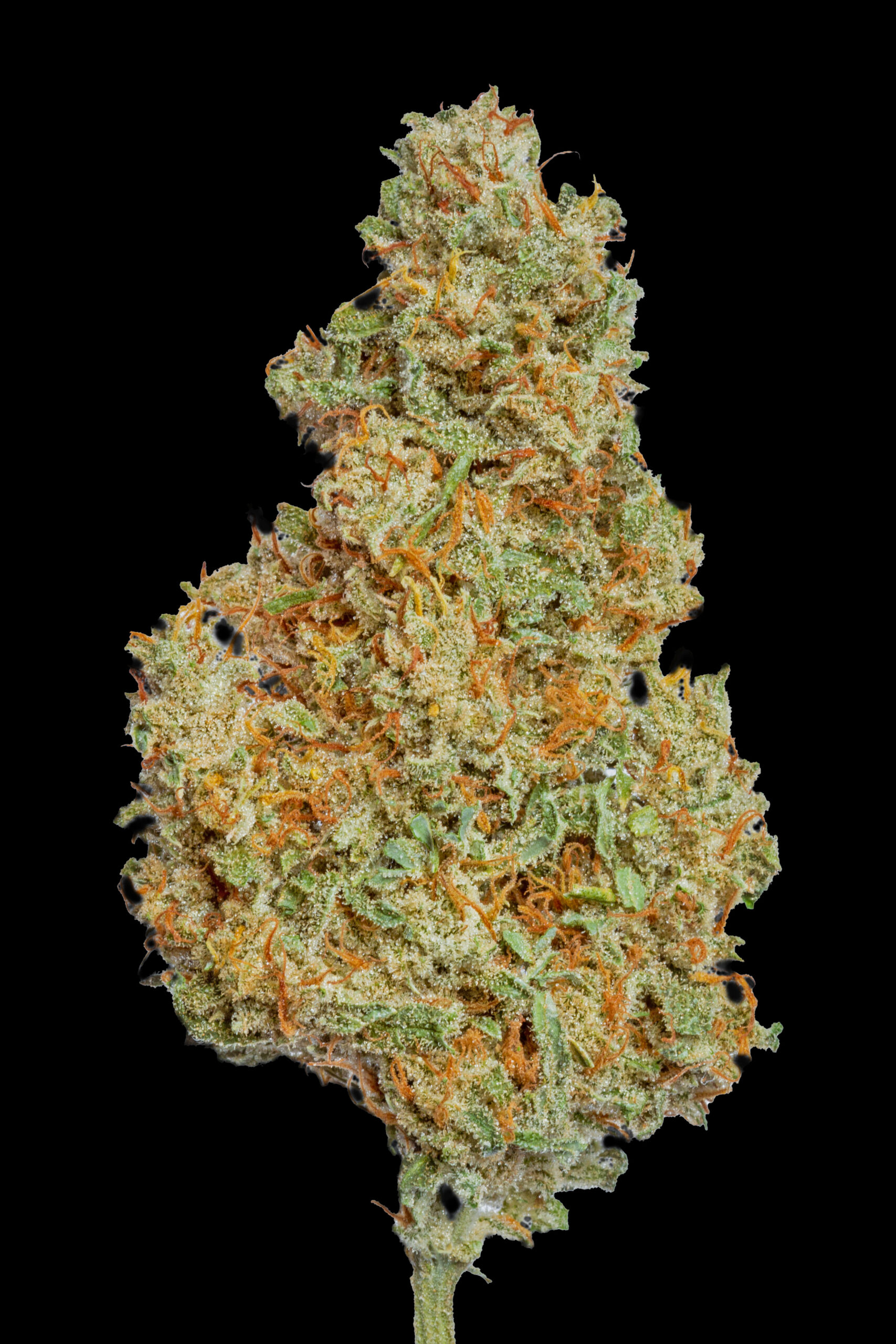 Lilac Diesel #22 Strain Cannabis Bud