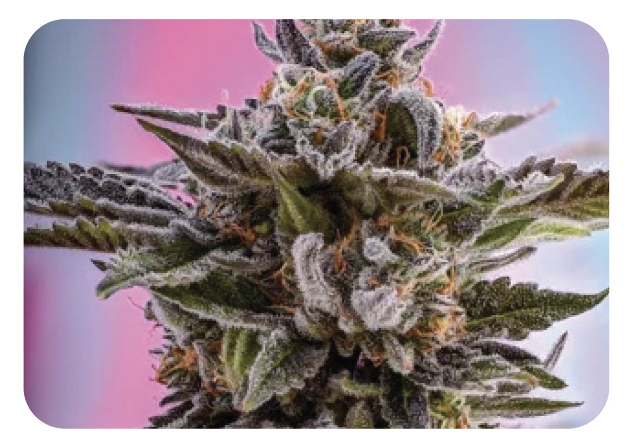 Order Online at Lightshade Holly Rec & Med Dispensary