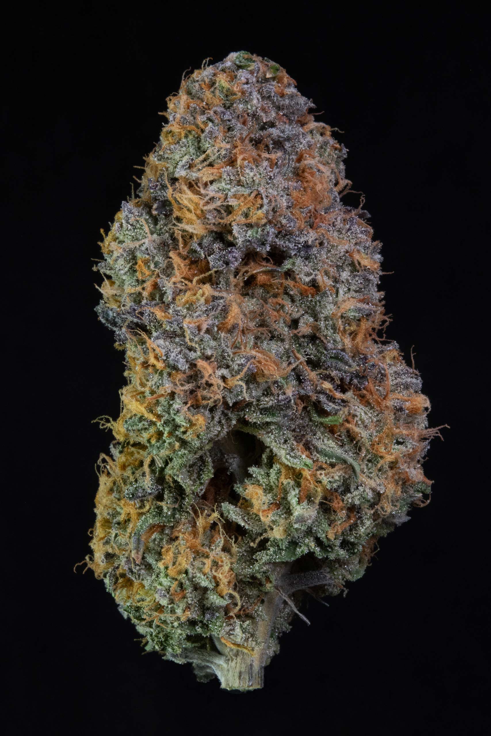 Indica strain